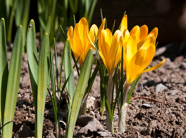 Crocus flavus